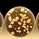 Illustration for article titled Help these scientists find out which microbes live in your couch